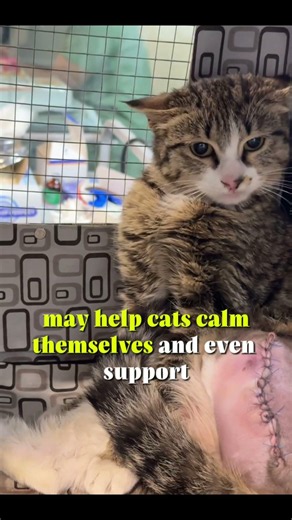 Why Do Cats Purr? The Truth Might Surprise You 😺