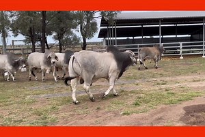 16 reactions | The bulls came in today for lotting, but regardless of order, there will be quality from start to finish. Crinum bulls are raised on grass, prepared in the paddock, never have access to a self feeder, have been handled with horses, bikes and dogs. And no hoof trimming | Beef Country Brahman Bull Sale Nebo | Facebook