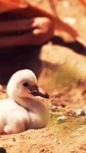 1.4M views · 13K reactions | Flamingo feeding their baby #birds #flamingo #cutebaby #cute #animals #wildlife #viral #trending #reels #reelsinstagram #shorts | Prashant Verma | Facebook