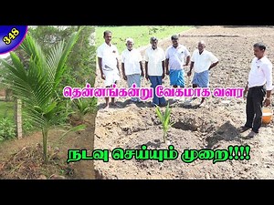 தென்னங்கன்று வேகமாக வளர! நடவு செய்யும் முறை! How to grow coconut tree faster?#agriculture #planting