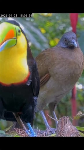 Unlikely hang buddies at the Panama Fruit Feeder. | explore.org