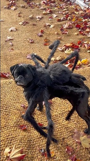 Halloween spider dog costume! 🕷️