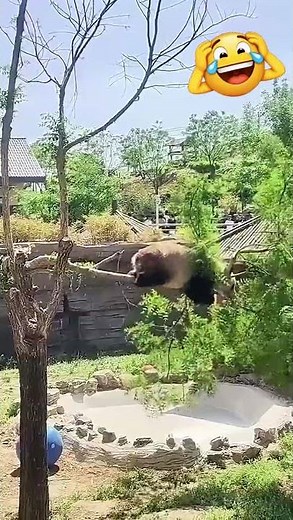 Funny Pandas Falling Compilation 🐼😂 | Cutest Panda Fails Ever! #shorts