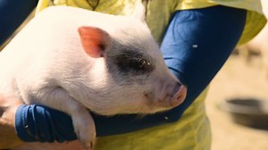 3K views · 78 reactions | So what's the BIG problem with mini pigs?...