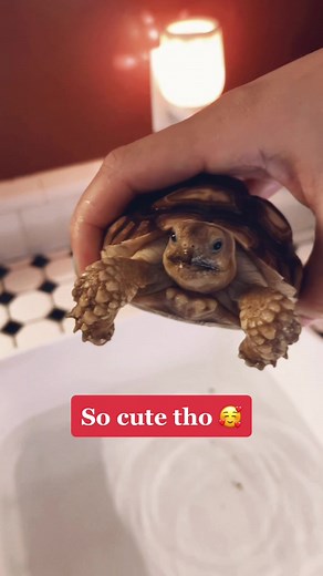 Baby Tortoise Care Tips: Feeding, Bathing, and Daily Routine