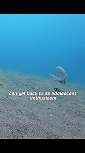 1.4M views · 10K reactions | #flounder #octopus | Amazing Videos | Facebook