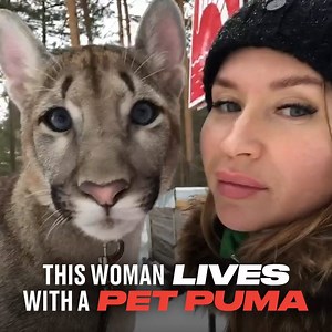1.2M views · 7.9K reactions | London the puma has adapted to life in a normal home and has even formed an unlikely bond with Natalia's Pomeranian  | LADbible | Facebook