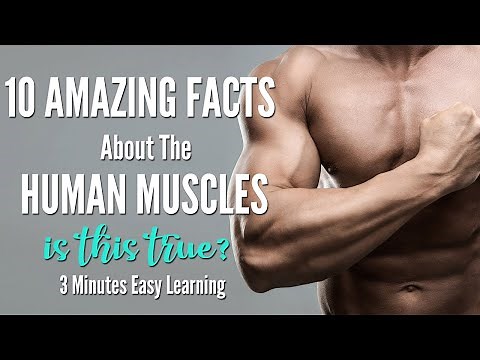 10 Amazing Facts About Human Muscles | Human Muscular System Anatomy | Fun Interesting Muscles Facts