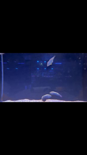 Stunning Leopard Wrasses!! | Aquarium Gallery