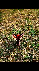 The Giant Cecropia Moth: Nature's Most Beautiful Winged Creature! Witness the breathtaking beauty of one of North America's largest moths! In this video, we get a close-up look at the stunning details and vibrant colors of this majestic creature as it prepares for flight. Nature truly is incredible! ​If you love wildlife and nature #GiantMoth #CecropiaMoth #BeautifulInsects #NaturePhotography #WildlifeUSA #AmazingNature #ColorfulWings #Lepidoptera #GiantSilkMoth #ViralWildlifeVideo | Warsof Inse