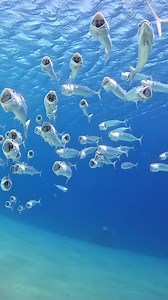 3.5K views · 257 reactions | 動物性プランクトンを主な餌として食べるインディアンマカレル（グルクマの仲間）。給餌中、プランクトンが豊富なエリアで口を開けて泳ぎます。すごく大きな口を開けていますね藍  IG @thecoraldefender | PADI Japan | Facebook