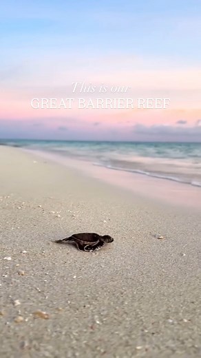 7.1K views · 336 reactions | The Great Barrier Reef is unique as it extends over 14 degrees of latitude, from shallow estuarine areas to deep oceanic waters. Within this vast expanse is a unique range of ecological communities, habitats and species – all of which make the Reef one of the most complex natural ecosystems in the world.  @rosslongphoto #GreatBarrierReef #heronisland #gladstoneregion #southerngreatbarrierreef | Great Barrier Reef Marine Park Authority | Facebook