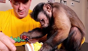 Capuchin MonkeyBoo has some fun playing with his Play-Doh and then works on some of his dental skills with Mr. Chops! Book your appointment with Dr MonkeyBoo DDS today! | MonkeyBoo