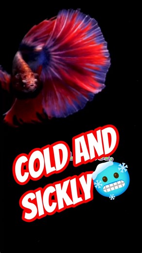 Betta Fish NEED a Heater😡Cold Water Kills Slowly!