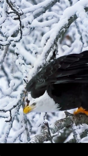In Snowy North America, the Golden Eagle’s Deadly Fish Hunt 🦅🐟❄️ #youtubeshorts #viral #northamerica