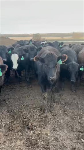 Special Bred Cow/ Bred Heifer/ Cow Calf Pair/ Heifer Pair & Bull Sale WEDNESDAY, JAN 14th at 11:00AM Super! Super! Nice! Offering 95 choice reputation 1st calf hfrs (66 blk, 20 bwf, 9 Red Angus) blk bred to high CED Blk or Red Angus bull, bwf bred to blk bull, Red Angus bred to Red Angus bull. Due to calve Feb 1. (Lepto, Staybred, 1 rd. scourguard) | Manhattan Commission Company