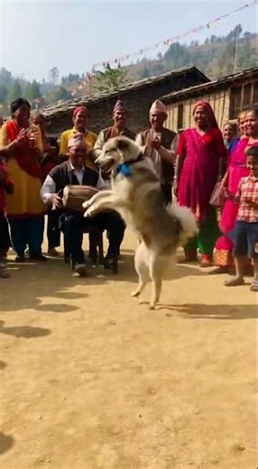 Dog dancing funny #funny #comedy #trending #dog