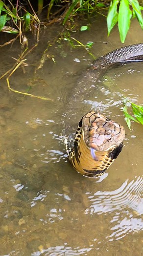 Akhirnya ... #life #enjoy #snake | Sahabat Alam