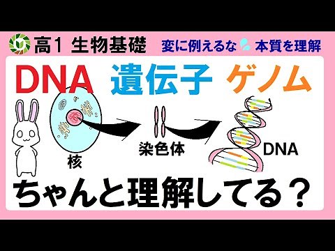 【生物基礎】DNAと遺伝子とゲノムの違いを徹底的に解説します。