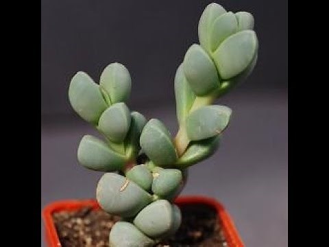 How to Propagate the Delosperma Lehmannii