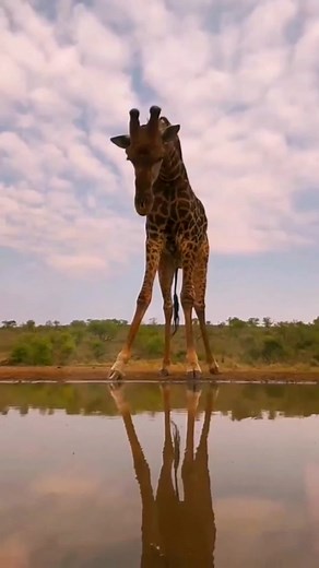 Theamazing world no TikTok