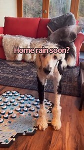 Can Bunny Predict the Weather? | Whataboutbunny