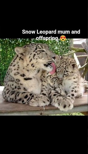 Snow leopard can't roar,Instead they make a non-aggressive puffing sound called chuff to communicate