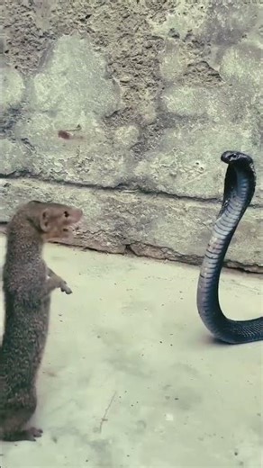 Mongoose vs King Cobra | Fearless Battle Against One of the Deadliest Snakes 🐍🔥