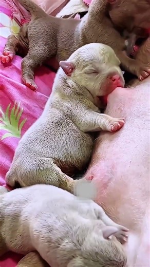 행복을 주는 강아지 / 幸せを運ぶ子犬 #KoreaPuppies #JapanDogs