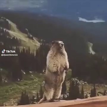 Funny Beaver Screaming Compilation | Hilarious Animal Videos