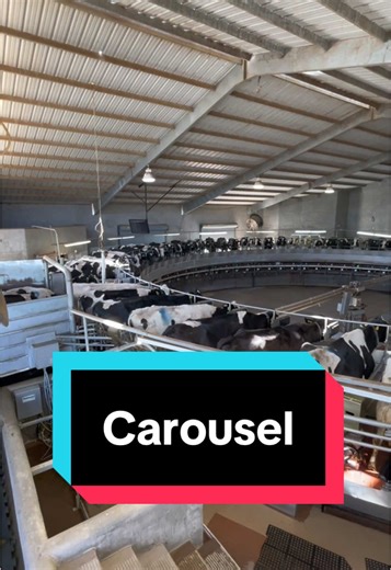 Advantages of Carousel Milking Parlors for Dairy Farms