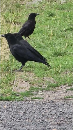 Unbelievable! Watch These Crows Play and Interact Like Humans #birds #nature #crow