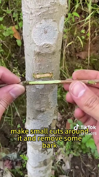 Branch Approach Grafting Techniques in Agriculture