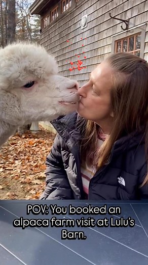 Would YOU let an alpaca kiss you? 😘🦙 Tell me below! Then come meet Gussy for real—farm visits open! To book - https://www.lulusbarn.com/alpacas-cupcakes-picnics | Lulu's Barn