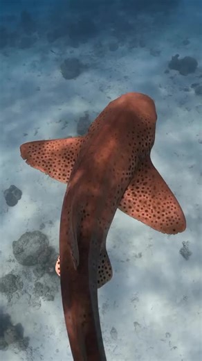 106K views · 5.6K reactions | A morning well spent with spotty, the Zebra Shark! 麗 ✍️ shfxaan #PADI #ZebraShark #Shark #Underwater #MarineLife #Sea #Ocean #Nature #MarineAnimal | PADI | Facebook