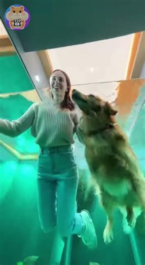 Dog Falls Through Glass Floor Into Aquarium #shorts #pets #funny