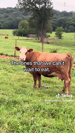 Understanding Cow Classification on the Farm