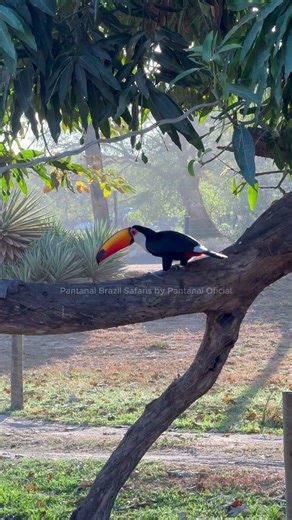 O tucano é uma das aves mais bonitas da natureza.