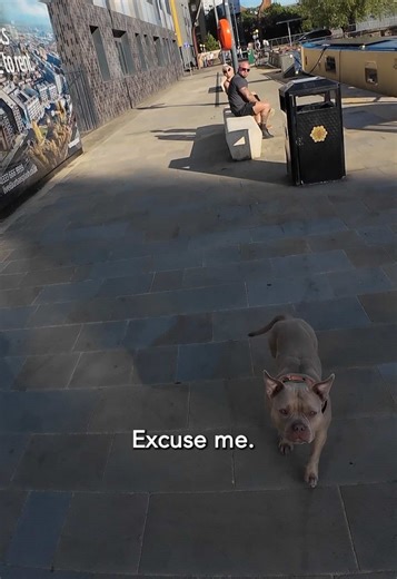 Meet Willow: Our Favorite Pocket Bully