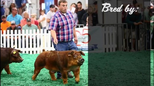 History has been made and it is time to congratulate the new World Record-Selling Duroc Boar! Norman Brothers and Son, Illinois, topped the #STC19 Duroc Sale, and set a new world record, with their class-winning Duroc boar. This son of HRFD7 GRUS Forefront is now owned by Upper Hand Genetics, Tres Amigos Showpigs and Doc Fischer, Indiana, for $210,000. | National Swine Registry