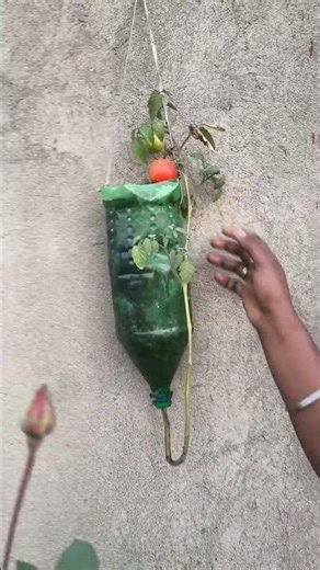 aaj main first bar ulta pulta Botal se tamatar harvesting ki#trendingshorts #garden
