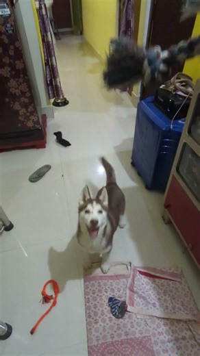 Husky Puppy: The Ultimate Toy Collector #leo #shorts