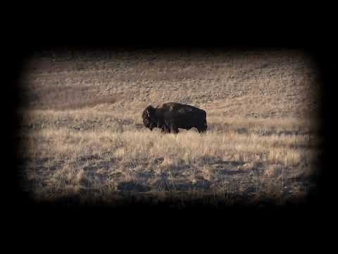 Bison Buffalo Hunting South Dakota 338
