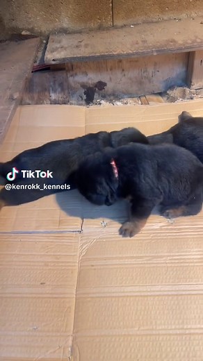 kenrokk_kennels (@kenrokk_kennels)’s videos with Who Fi Stop We - Masicka