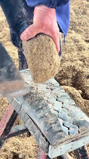 Don't worry, he won't get hurt.#hoof #farriersoftiktok #satisfying #farrier #Shorts