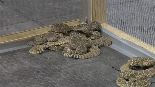 Arkansas Big Buck Classic returns