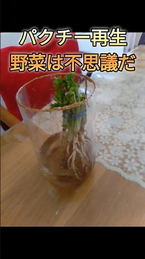 【パクチー】根付きパクチーを再生してみる #家庭菜園 #観葉植物 #パクチー