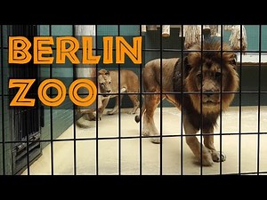 Berlin Zoo as seen by a Tourist (2015)