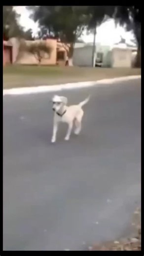 WeirdApple666 on Instagram: "日本利用压电瓷砖将脚步转化为电能。这些瓷砖捕捉来自你脚步的动能。当你行走时，你的重量和动作会对瓷砖产生压力。瓷砖会轻微弯曲，从而产生机械应力。瓷砖内部的压电材料将这种应力转化为电能。每一步都会产生少量电荷，而数百万步结合在一起就能产生足够的电力来驱动 LED 灯、数字显示屏和传感器。在像涩谷车站这样繁忙的地方，每天大约有 240 万个脚步为这一系统作出贡献。这些电能可以被储存或立即使用，从而减少对传统电力来源的依赖，并支持可持续的城市基础设施。这种方法将日常运动转化为实用的可再生能源 #日本 #知识 #事实 #你知道吗 #推荐 #科技 #创新 #历史 #技术 #实验 #热门"