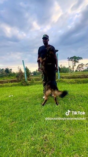 Effective K9 Dog Training: Baxton Dog Training Academy